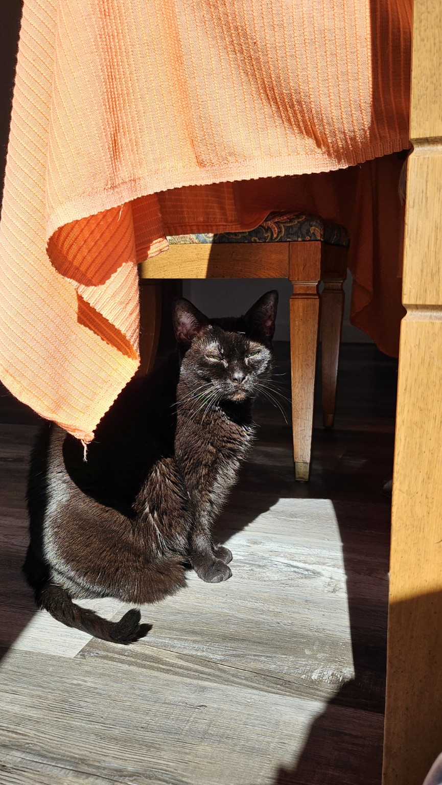 Lena, the black cat known as Bean Supreme, sitting in a sunbeam underneath an orange tablecloth.
